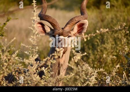 Koudou majestueux bull le pâturage dans le désert du Botswana Tuli-Block Banque D'Images