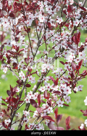 Prunus x cistena. Feuilles pourpre fleur de cerisier de sable Banque D'Images