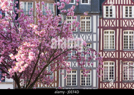 Fleur de cerisier en face de bâtiments à colombages à Rouen, Normandie, France Banque D'Images