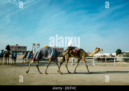 Un gardien de chameaux et des promenades en chameau à une autre entraîne une Al-Shahaniya au Qatar. Banque D'Images