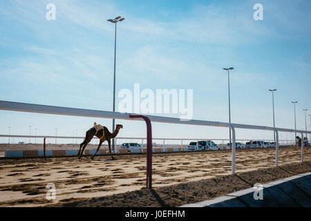 Un chameau est en cours à l'Camel Race Track à Al-Shahaniya au Qatar. Banque D'Images