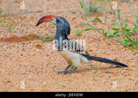 Damara calao à bec rouge (Tockus damarensis) désert du Namib dans la région de Sossusvlei Namibie Mars Banque D'Images