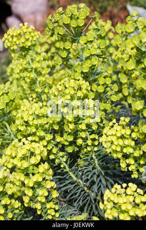 Euphorbia nicaeensis subsp. glareosa des fleurs au printemps. Banque D'Images