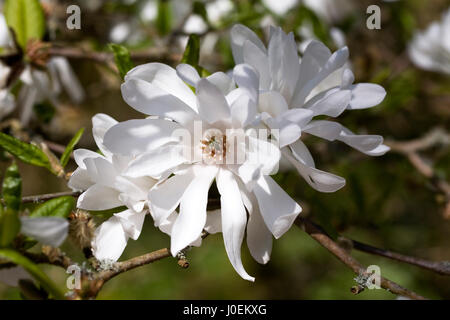 Magnolia x loebneri 'Ballerina' fleurit au printemps. Banque D'Images