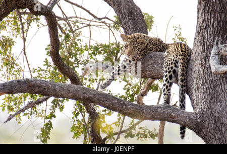 Un léopard se repose dans un arbre dans le parc national Kruger, Afrique du Sud Banque D'Images