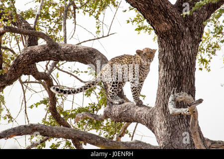 Un léopard se dresse sur une branche en Kruger National Park, Afrique du Sud Banque D'Images