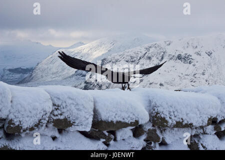 Un corbeau s'exécute à partir d'un mur couvert de neige mourne en Irlande du Nord. Banque D'Images