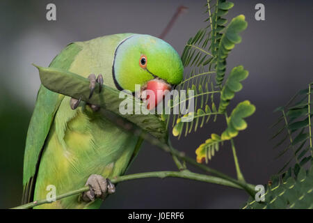 Héron pourpré se nourrit de petits pois tôt le matin à l'hôpital Phuat Khoo Teck, Singapour. Banque D'Images