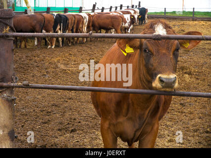 Vaches dans une ferme. Vaches dans une ferme Banque D'Images