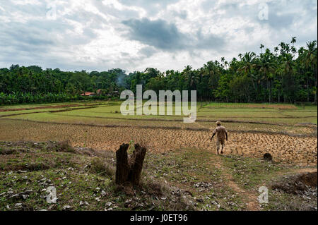 Mouche de l'agriculteur, village, yellapur, uttara, kannada, Karnataka, Inde, Asie Banque D'Images