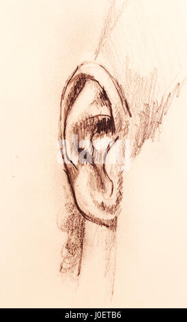 Croquis de pièces artistiques face, détail de l'oreille, sur fond de papier blanc. Banque D'Images