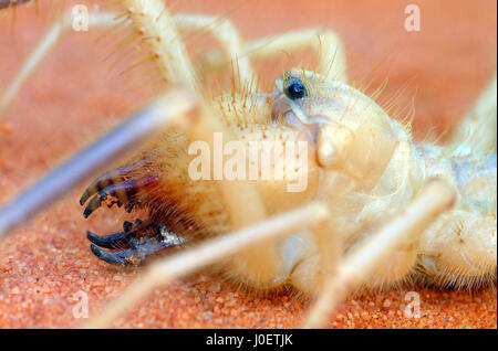 Araignée chameau close-up de tête Banque D'Images