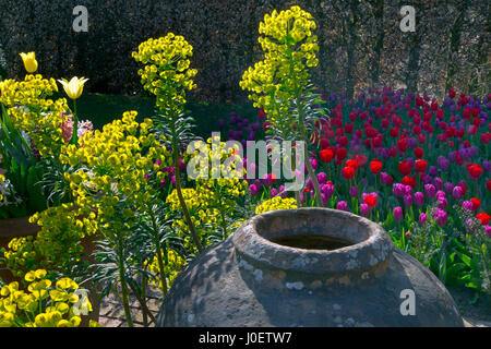 Euphorbia characias subsp. wulfenii spurge dans jardin avec pot Banque D'Images