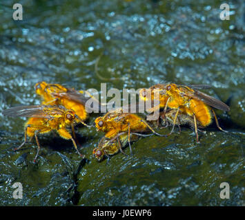 La Bouse jaune commun Scatophaga stercoraria volent l'accouplement Banque D'Images