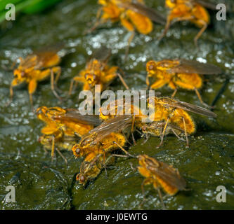 La Bouse jaune commun Scatophaga stercoraria volent l'accouplement Banque D'Images