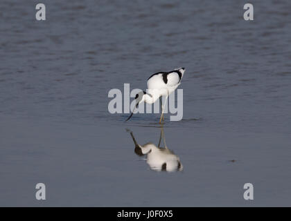 Avocette alimenter en eau peu profonde Banque D'Images