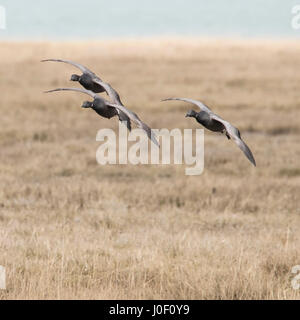 Trois Bernaches cravants en vol Banque D'Images