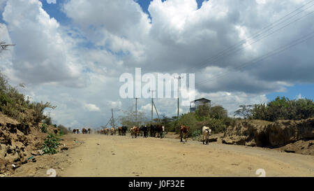 Afrique Kenya : un énorme troupeau de vaches passe un 4x4 sur la route du nord, le lac Naivasha, Nakuru Limuru, dans des conditions de sécheresse Banque D'Images