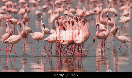 Grand groupe de flamants roses sur le lac. Au Kenya. L'Afrique. Le Parc National de Nakuru. Réserve nationale du lac Bogoria. Banque D'Images