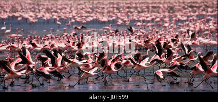 Énorme troupeau de flamants roses décollant. Kenya. Afrique. Parc national de Nakuru. Réserve nationale du lac Bogoria. Banque D'Images