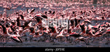 Énorme troupeau de flamants roses décollant. Kenya. Afrique. Parc national de Nakuru. Réserve nationale du lac Bogoria. Banque D'Images