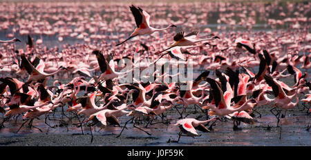 Énorme troupeau de flamants roses décollant. Kenya. Afrique. Parc national de Nakuru. Réserve nationale du lac Bogoria. Banque D'Images