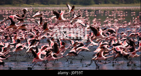 Énorme troupeau de flamants roses décollant. Kenya. Afrique. Parc national de Nakuru. Réserve nationale du lac Bogoria. Banque D'Images