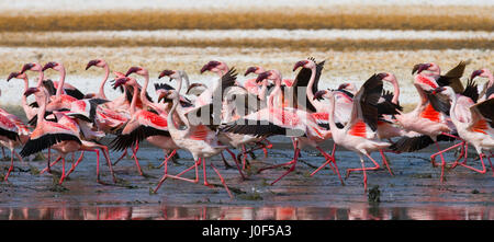 Groupe de flamants roses avant le décollage. Kenya. Afrique. Parc national de Nakuru. Réserve nationale du lac Bogoria. Banque D'Images