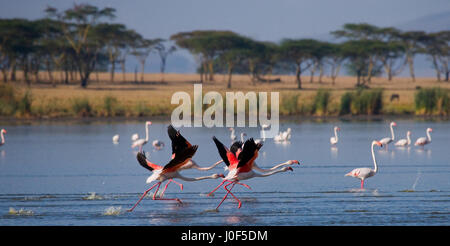 Énorme troupeau de flamants roses décollant. Kenya. Afrique. Parc national de Nakuru. Réserve nationale du lac Bogoria. Banque D'Images