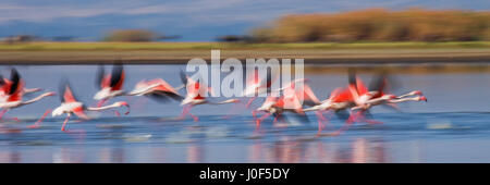 Énorme troupeau de flamants roses décollant. Kenya. Afrique. Parc national de Nakuru. Réserve nationale du lac Bogoria. Banque D'Images