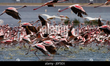 Énorme troupeau de flamants roses décollant. Kenya. Afrique. Parc national de Nakuru. Réserve nationale du lac Bogoria. Banque D'Images