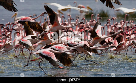 Énorme troupeau de flamants roses décollant. Kenya. Afrique. Parc national de Nakuru. Réserve nationale du lac Bogoria. Banque D'Images