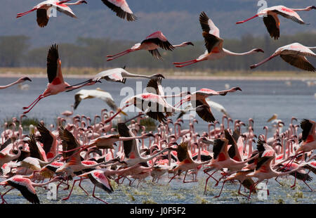 Énorme troupeau de flamants roses décollant. Kenya. Afrique. Parc national de Nakuru. Réserve nationale du lac Bogoria. Banque D'Images