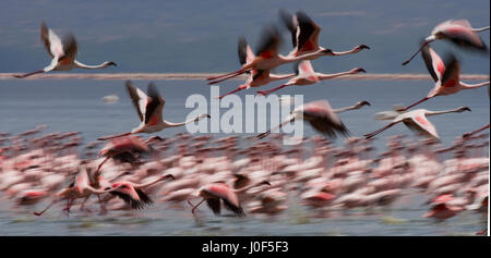 Énorme troupeau de flamants roses décollant. Kenya. Afrique. Parc national de Nakuru. Réserve nationale du lac Bogoria. Banque D'Images