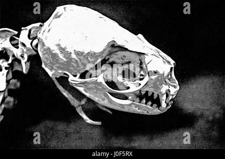 Crâne otarie à fourrure du nord,Callorhinus ursinus, photo Banque D'Images