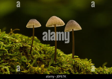 Trois minuscules Mycena sp. toadstools dans une rangée sur une branche couverte de mousse. Banque D'Images