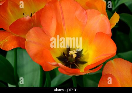 Tulipa tulipes daydream daydream grandes fleurs jaune orange Banque D'Images