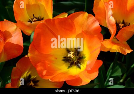 Tulipa tulipes daydream daydream grandes fleurs jaune orange Banque D'Images