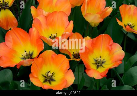 Tulipa tulipes daydream daydream grandes fleurs jaune orange Banque D'Images