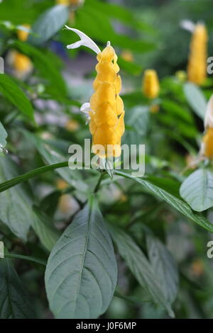 Pachystachys lutea Nees usine de crevettes de Lollypops Golden Candle Banque D'Images