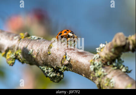 18 Coccinelle maculée marchant le long d'une petite branche. Banque D'Images