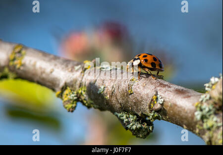 18 Coccinelle maculée marchant le long d'une petite branche. Banque D'Images
