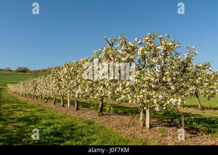Le pommier (Malus domestica) dans un verger, la Limagne, Auvergne, France, Europe Banque D'Images