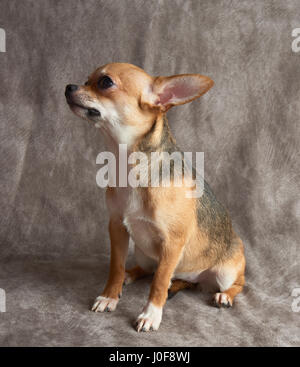 Chiot de Chihuahua se situe sur l'arrière-plan textile Banque D'Images