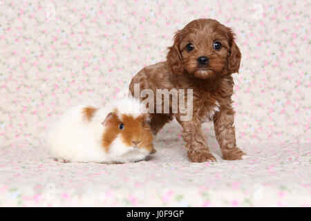 (Cavapoo x caniche Cavalier King Charles Spaniel). Puppy et Teddy Cochon debout à côté de l'autre. Studio photo sur fond clair avec impression de fleurs. L'Allemagne. Allemagne Banque D'Images