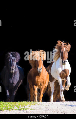 Cheval islandais. Troupeau galopant vers l'appareil photo. L'Autriche Banque D'Images