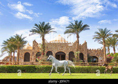 Cheval Arabe. Jument grise avec poulain trottant sur une pelouse en face d'un immeuble typique. L'Égypte Banque D'Images