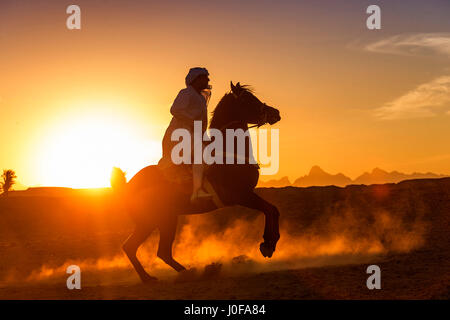 Cheval Arabe. Rider en vêtements traditionnels sur l'étalon noir galopant dans le désert au coucher du soleil. L'Égypte Banque D'Images