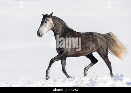 Cheval Espagnol pur, andalou. Jument grise trottant dans la neige. Allemagne Banque D'Images