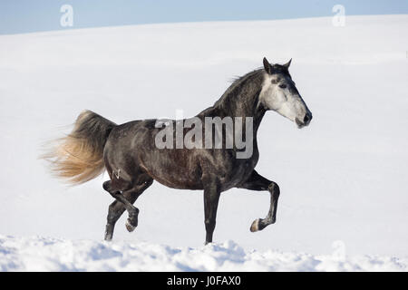 Cheval Espagnol pur, andalou. Jument grise trottant dans la neige. Allemagne Banque D'Images
